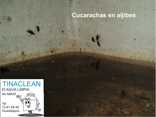 Servicio de lavado de aljibes con cucarachas en Guadalajara y Zapopan contaminados infectados desinfectado