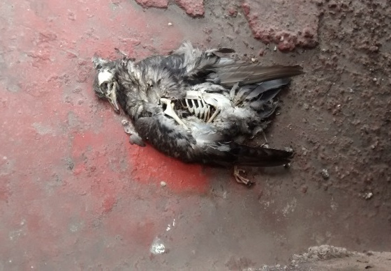 Tinacos cntaminados con palomas ahogadas en Guadalajara