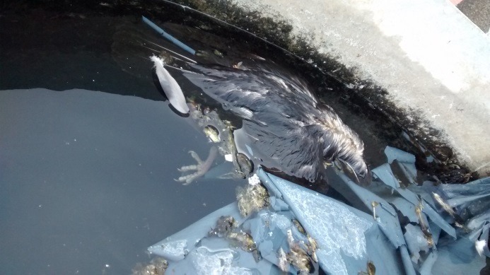 Lavado de tinacos con palomas ahogadas desinfectado asbesto Rotoplas Guadalajara Zapopan