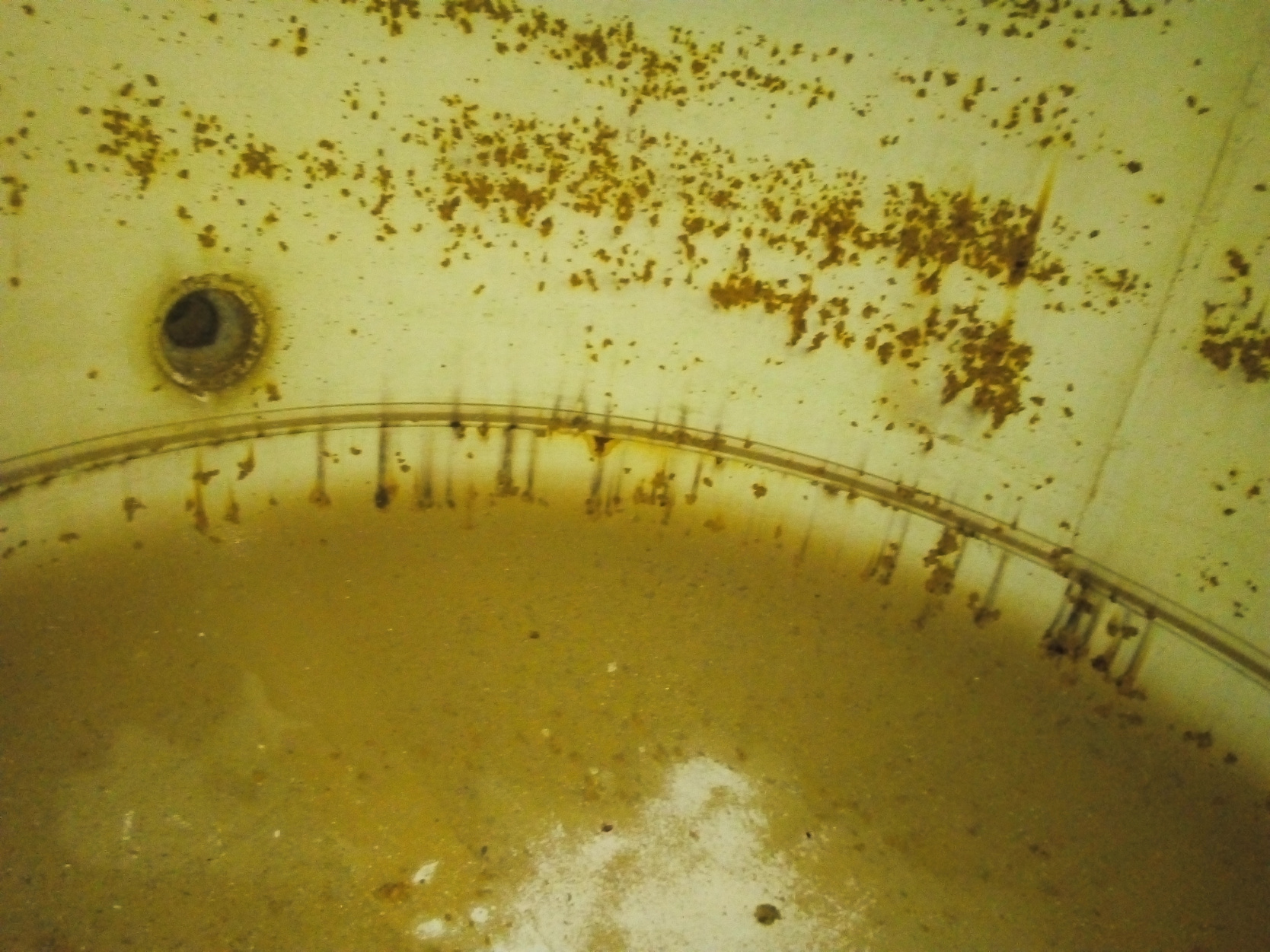 Limpieza y sanitizado de citernas Rotoplas contamnadas